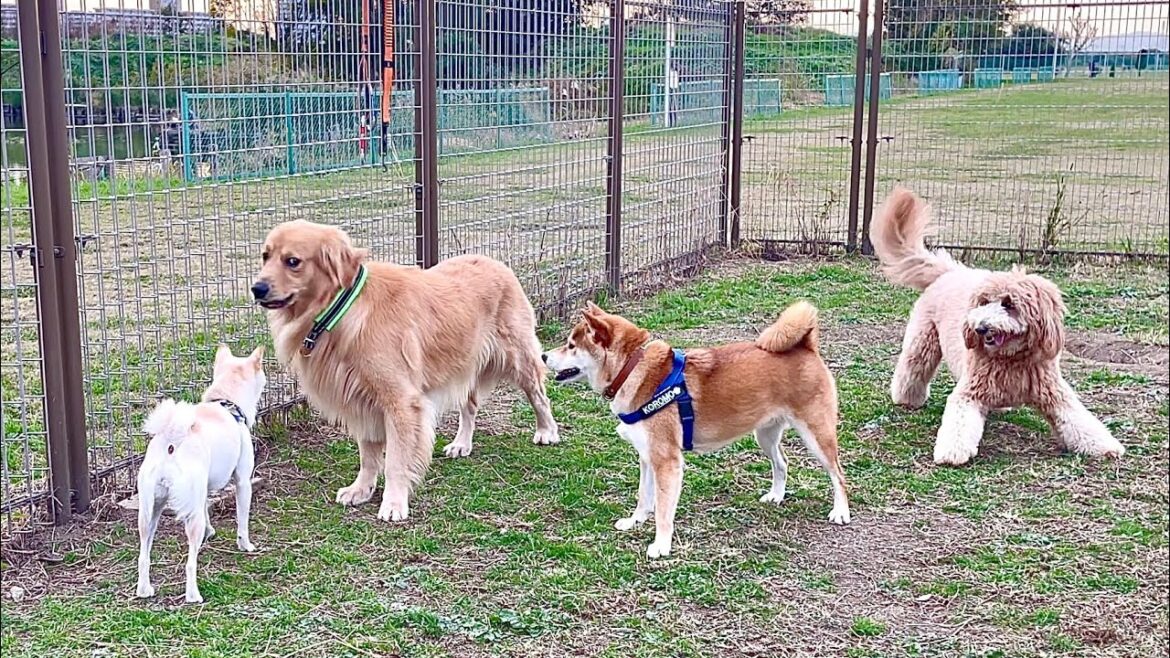 柴犬に囲まれたゴールデンレトリバー