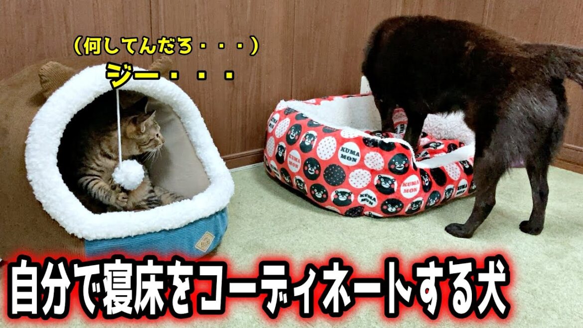 【甲斐犬一休と猫のしずく】寝床をプレゼントしたら・・・ 【甲斐犬一休と猫のしずく】寝床をプレゼントしたら・・・