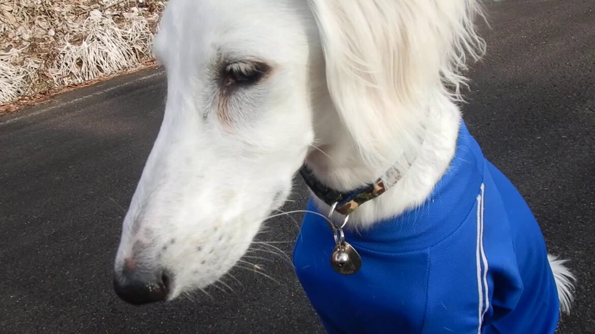 サルーキ　れぴ！たそがれモード？（Saluki）