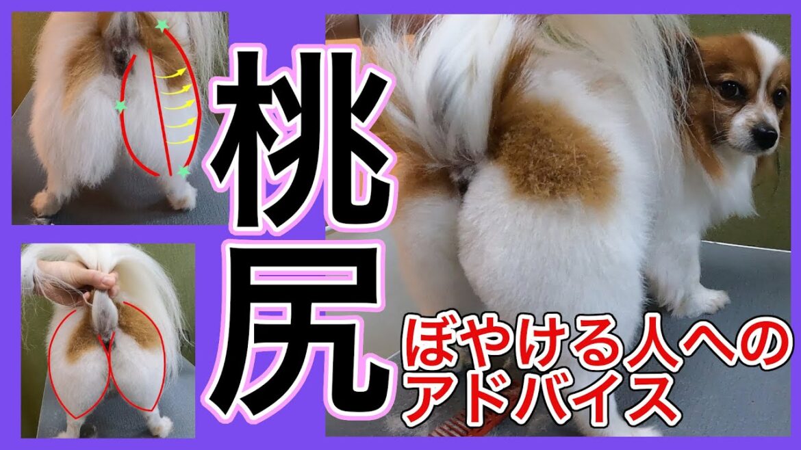 #95 【桃尻】パピヨン・チワワなどの割り方
