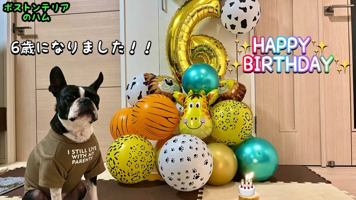 ボストンテリアのハム、6歳になりました!! ボストンテリアのハム、6歳になりました!!