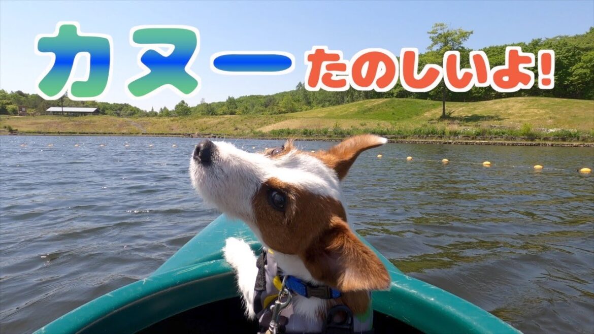 初めてのカヌーに大興奮して大変なことになった兄犬と弟子犬/エンゼルフォレスト那須白川/ジャックラッセルテリア