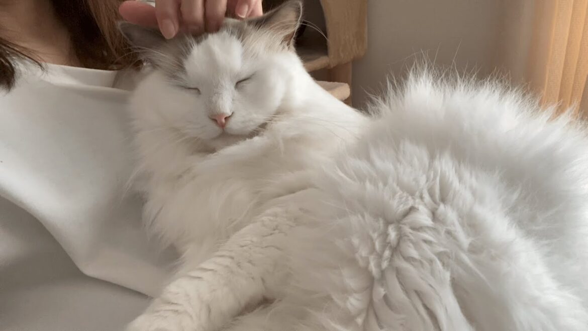 大好きなママに密着して甘える猫が可愛すぎた【ラグドール】