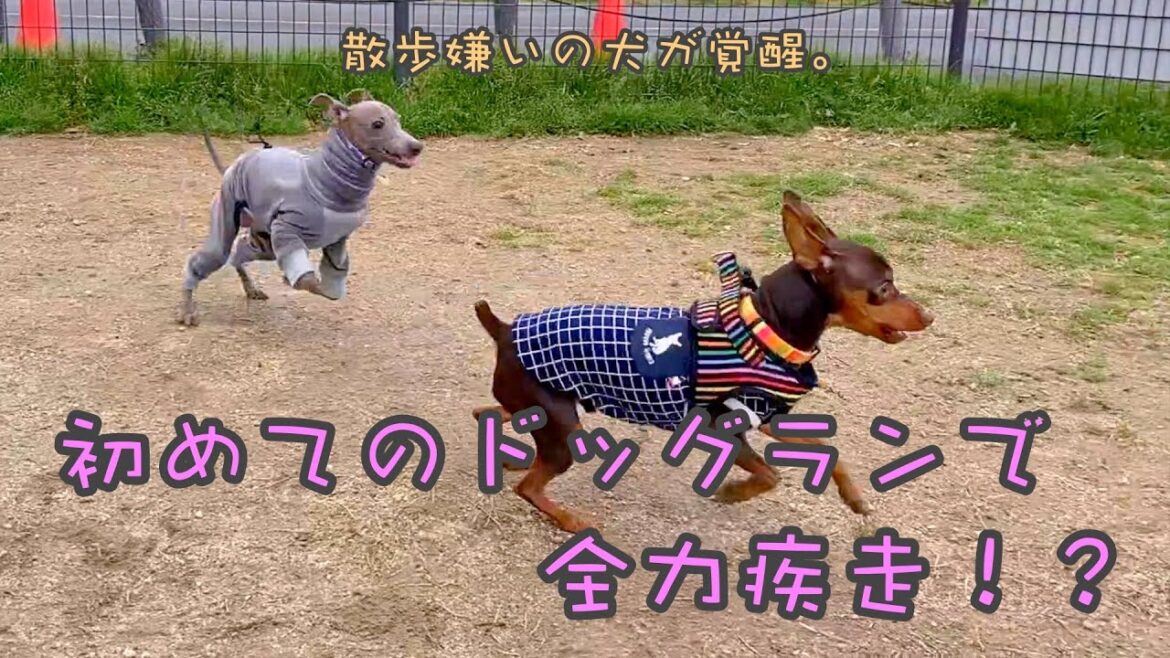 【全力疾走⁈ 】イタリアングレーハウンドのドッグランデビューでハプニング！？【イタグレ】