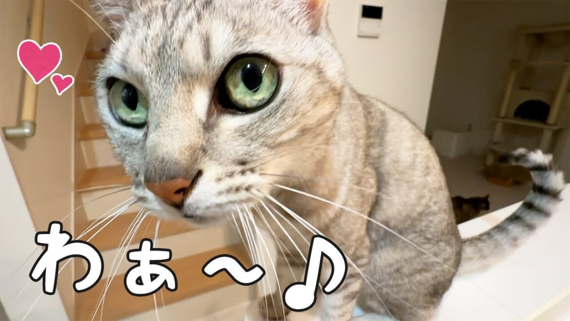 寝る時間に猫たちがすごい甘えてきて寝れませんｗ