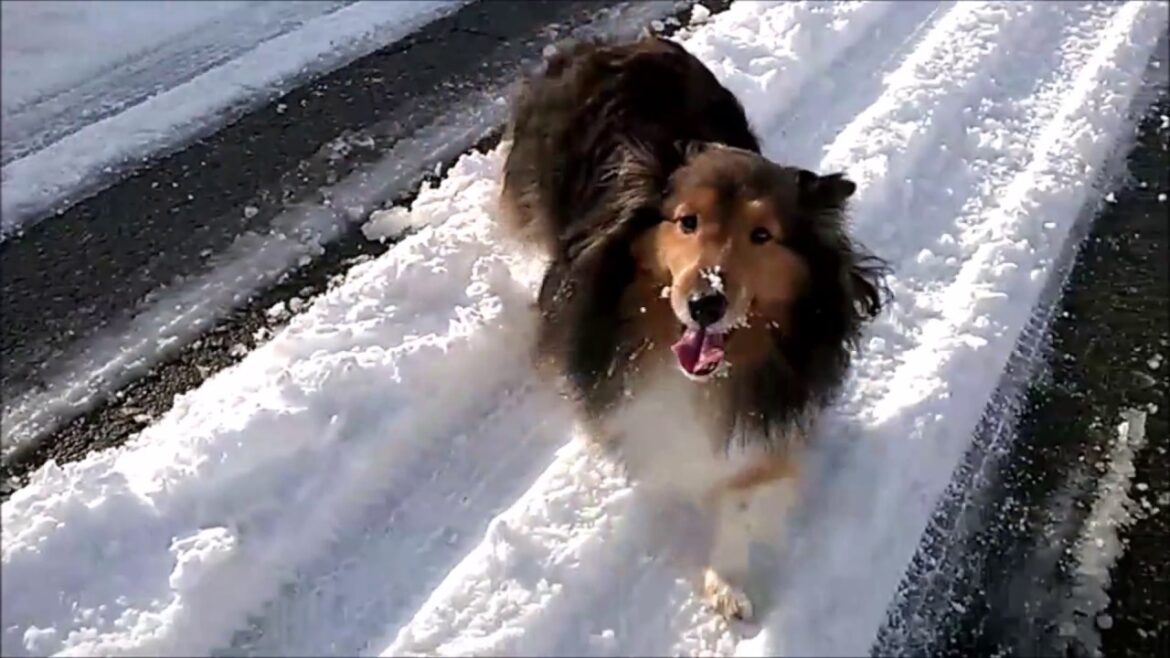 シェットランド・シープドッグ  Shetland Sheepdog