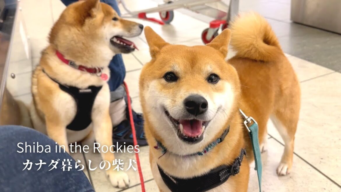 半月ぶりに帰国した母を最高の笑顔で迎える柴犬たち【4K】カナダ海外生活。