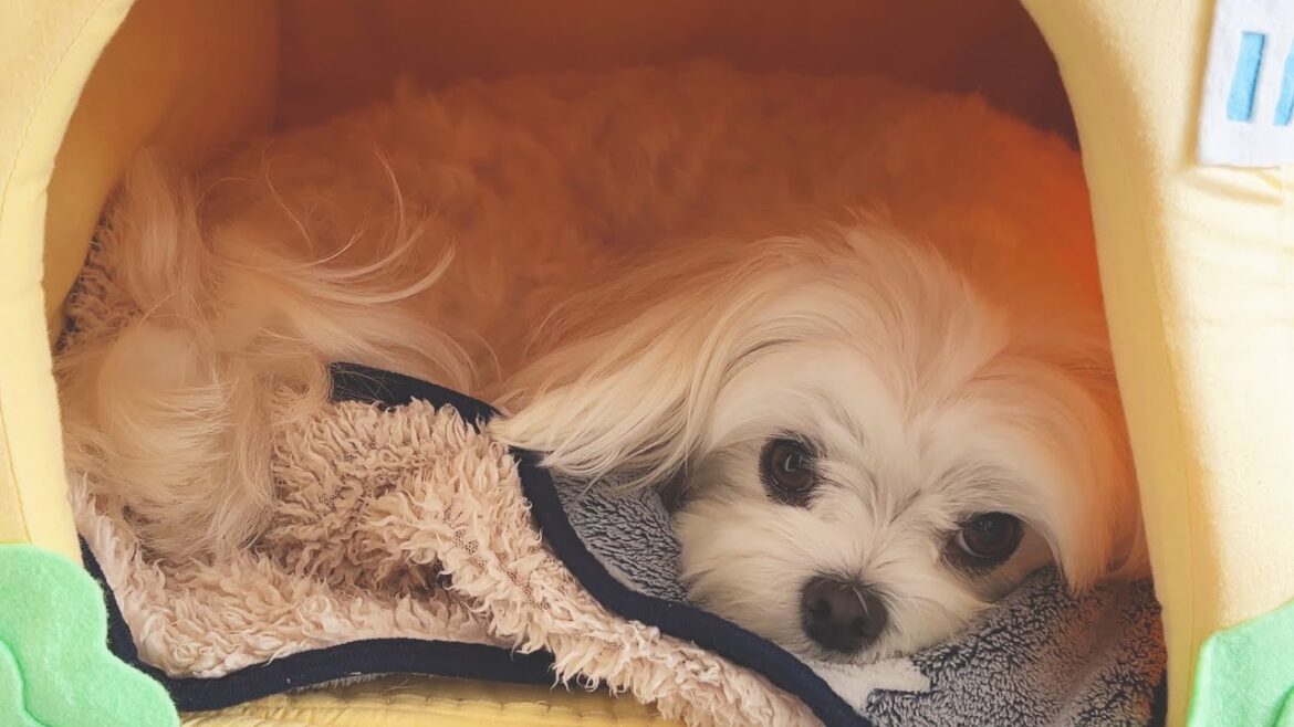 寒くなるとお散歩を拒否する犬がわがまま可愛すぎた【マルチーズ】 寒くなるとお散歩を拒否する犬がわがまま可愛すぎた【マルチーズ】