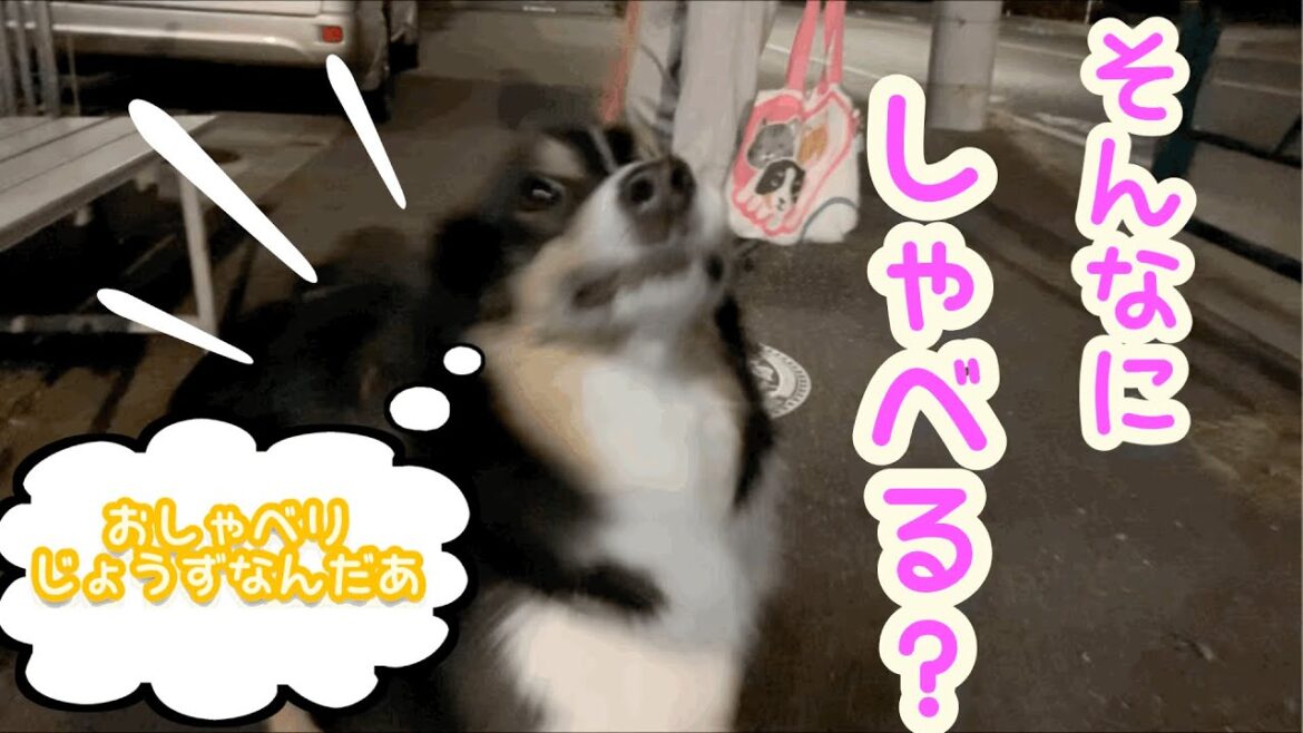 喋るオーストラリアンシェパード