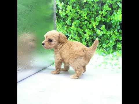 キャバリア・キング・チャールズ・スパニエルミックス(アプリコット)の男の子(2020/4/19生まれ) キャバリア・キング・チャールズ・スパニエルミックス(アプリコット)の男の子(2020/4/19生まれ)