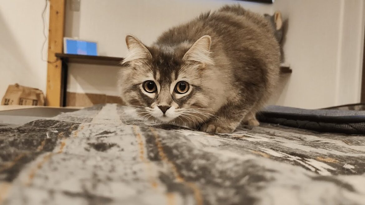 ウチのサイベリアンの新入り子猫のしっぽがデカすぎてやばいです…【サイベリアンのラフィ#235】 ウチのサイベリアンの新入り子猫のしっぽがデカすぎてやばいです…【サイベリアンのラフィ#235】