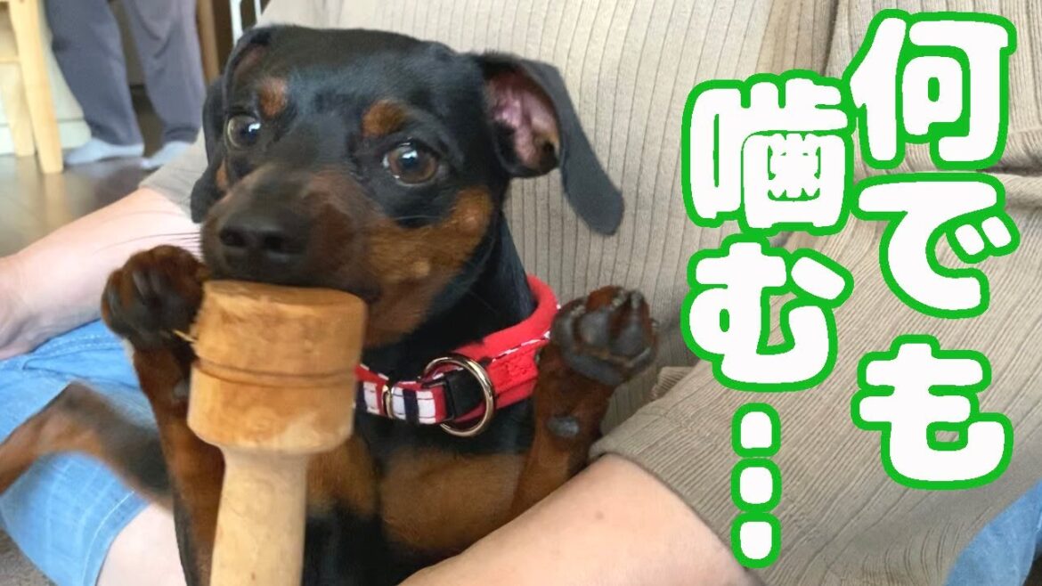 何でも噛みたい年頃のジロにプレゼント！【ミニピン】【ミニチュアピンシャー】