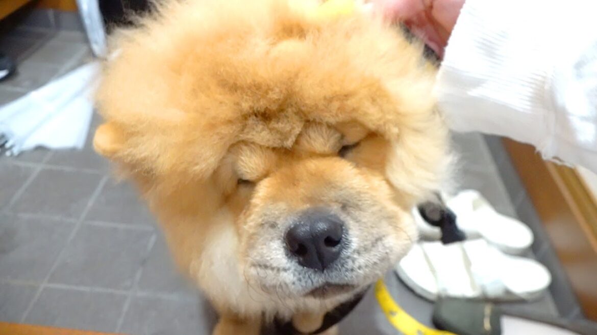 顔の毛量のせいで首輪が抜けないチャウチャウ犬