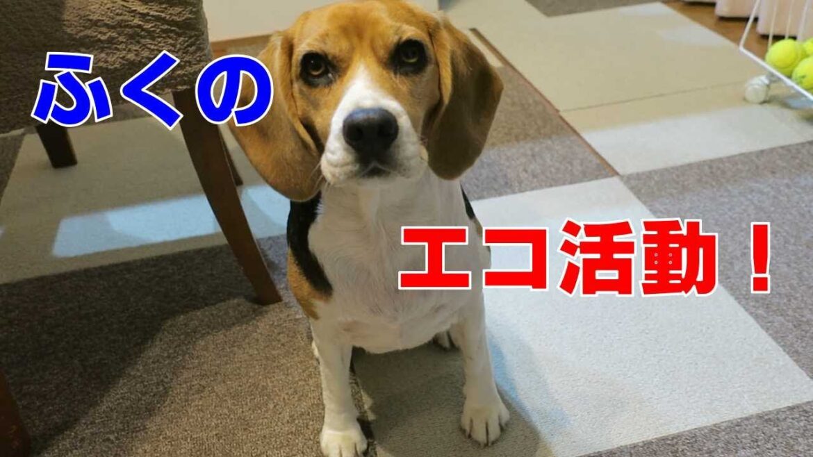 エコかつどう 【おてんばビーグルふくちゃん】その209