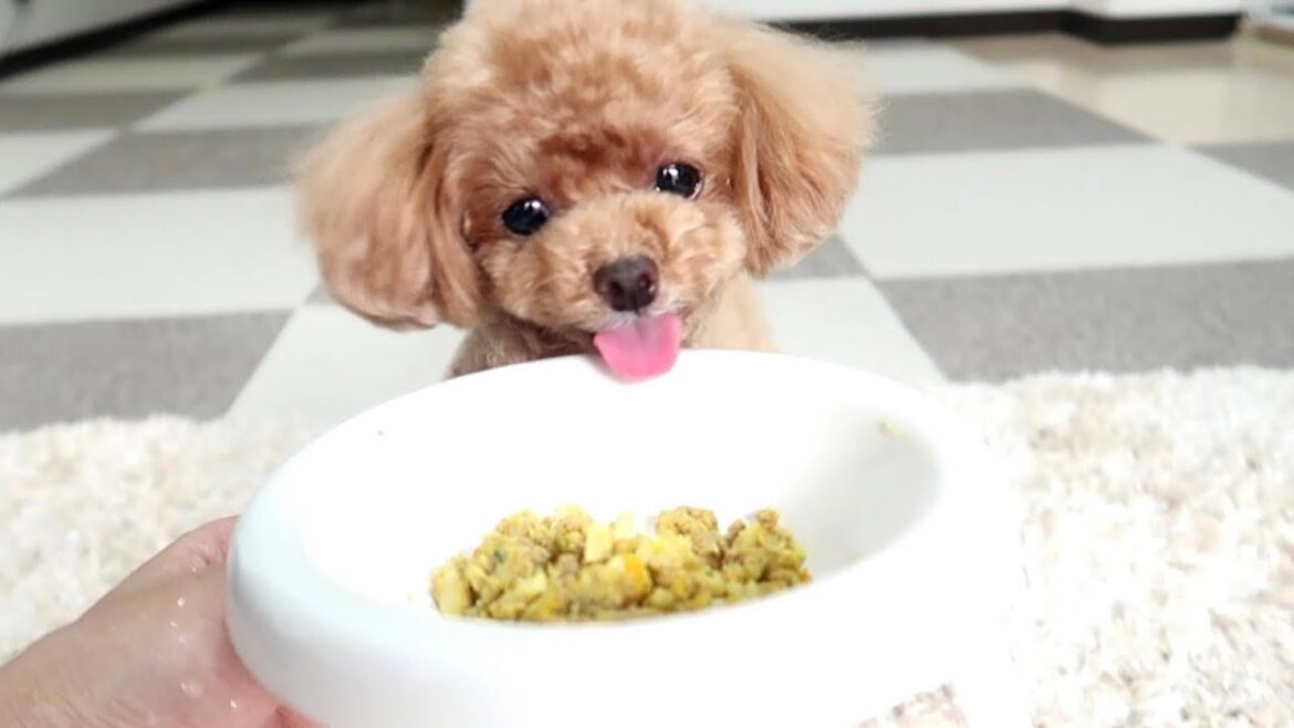 超偏食な犬がバクバク食べたドッグフードに感動!【トイプードルのコロン】 超偏食な犬がバクバク食べたドッグフードに感動!【トイプードルのコロン】