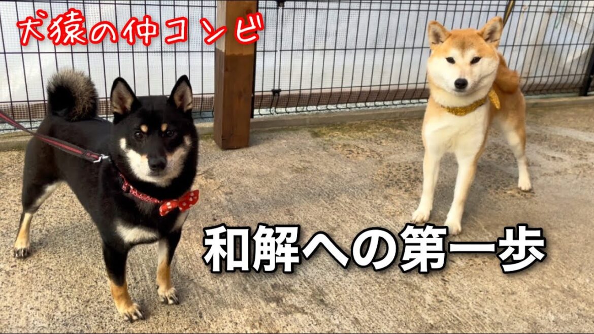 長年犬猿の仲の柴犬同士が一緒に居て可愛すぎるw