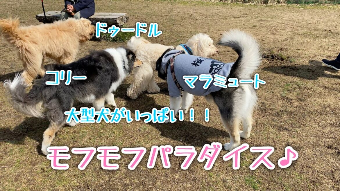 【大型犬がいっぱい】モフモフパラダイスに大興奮のアラスカンマラミュート【桜空】