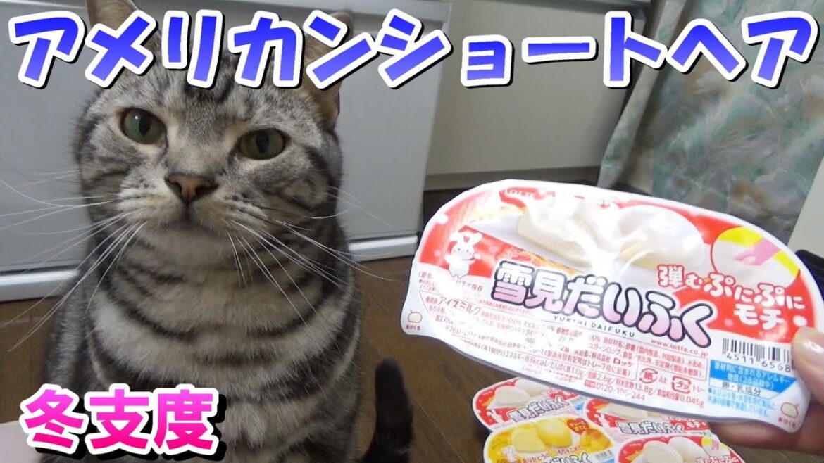 猫と人間の冬支度（アメリカンショートヘアと雪見だいふく）