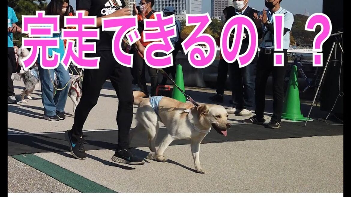 初めてマラソン大会に挑戦するラブラドールレトリバー