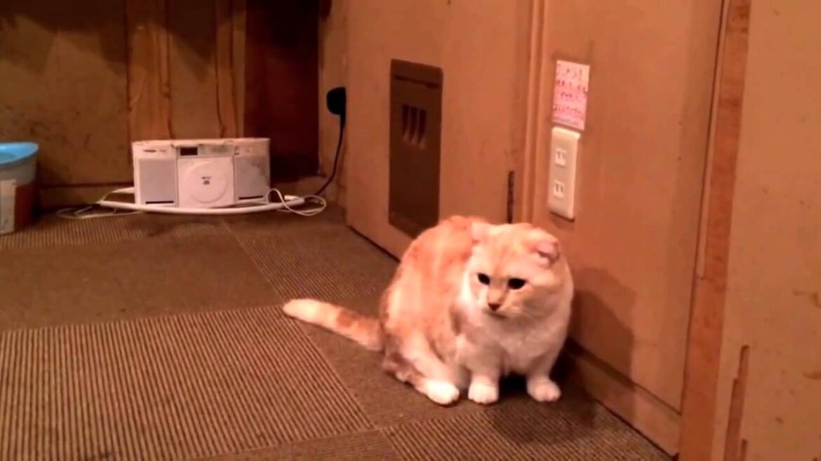 マンチカンの歩き方がかわいい件@猫カフェ  Munchkin's walking is cute @ cat café マンチカンの歩き方がかわいい件@猫カフェ  Munchkin's walking is cute @ cat café