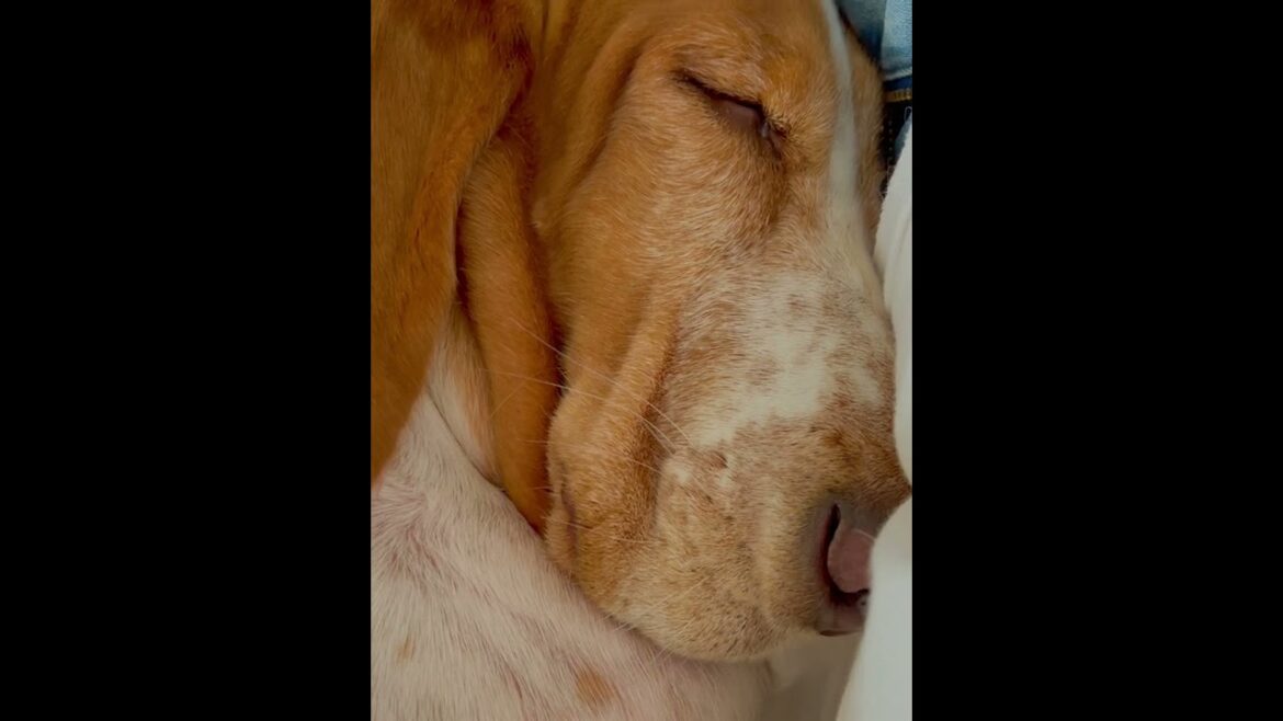 睡眠導入間違いなし。これで貴方も眠くなる〜 不眠症とは無縁のバセットハウンドれもんbassethound dog #Shorts
