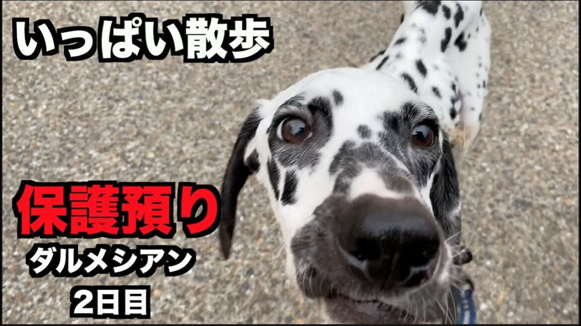 保護犬ダルメシアン・散歩に行こう！【２日目】