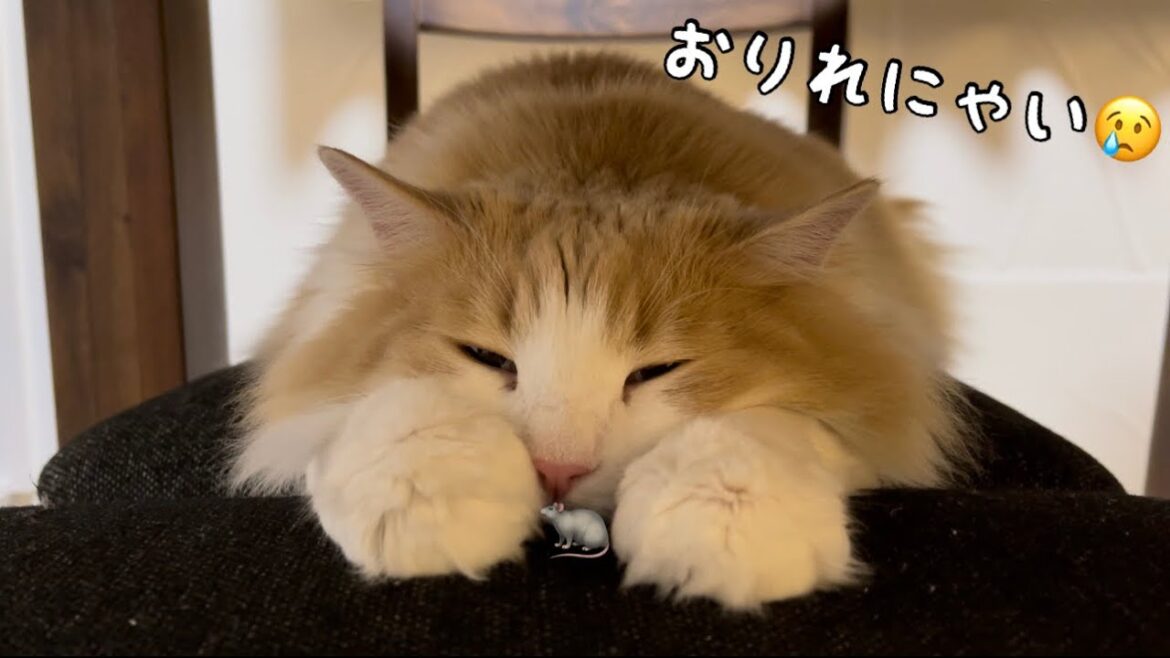 ネズミをお持ち帰りしたいけど降りられない猫が可愛い…