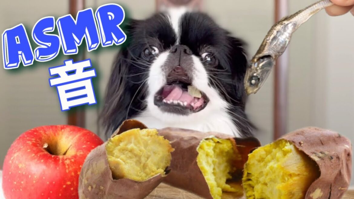 大好物のムシャムシャぱくぱく音がもう！音フェチw【ASMR】日本犬狆のモモと小梅