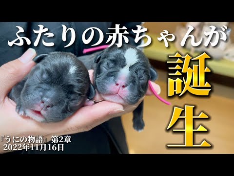 【リアル】過酷な“出産”現場!フレンチブルドッグの赤ちゃんが誕生するまで!【ぶひ録ストーリー】【うにの物語 第2章】 【リアル】過酷な“出産”現場!フレンチブルドッグの赤ちゃんが誕生するまで!【ぶひ録ストーリー】【うにの物語 第2章】