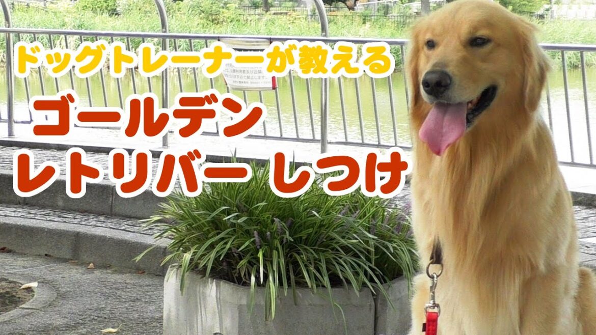 【犬種別しつけ】ゴールデンレトリバーのしつけ｜ドッグトレーナーのしつけ教室初級編㉚