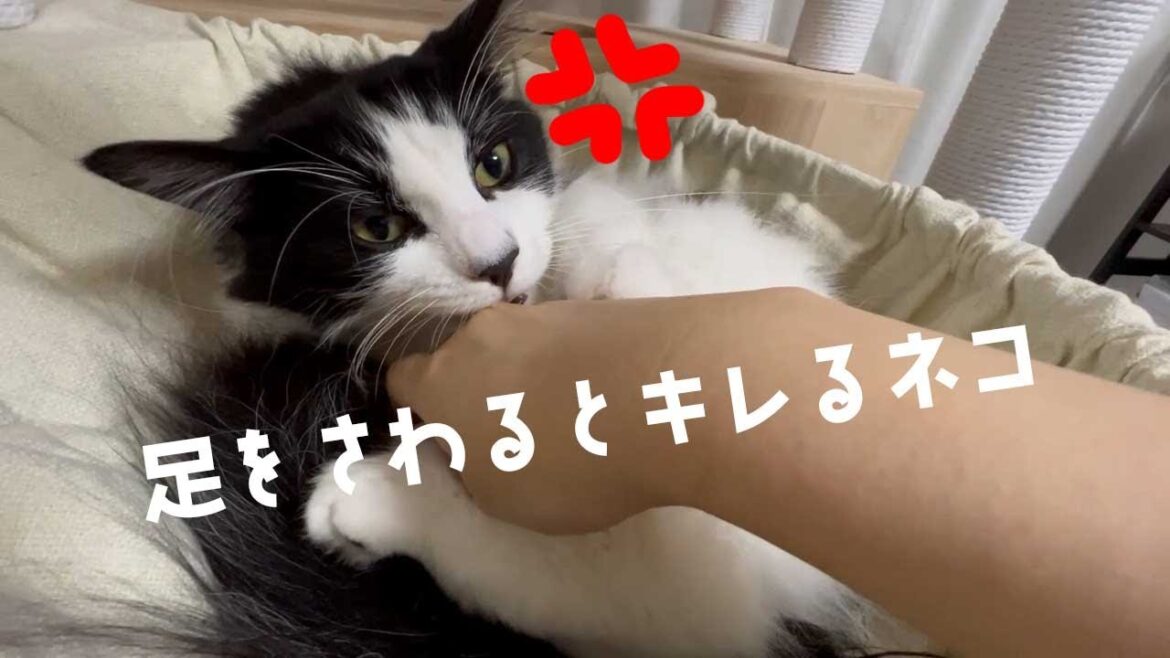 【猫】足を触られるとキレる猫【ノルウェージャンフォレストキャット】