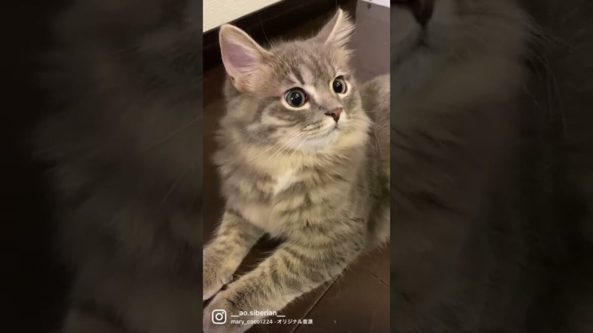 おなかがすいた？サイベリアンの子猫が可愛い【#shorts】