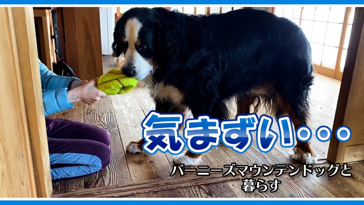 どうしたらよいか分からない表情が可愛いバーニーズマウンテンドッグ　Bernese Mountain Dog