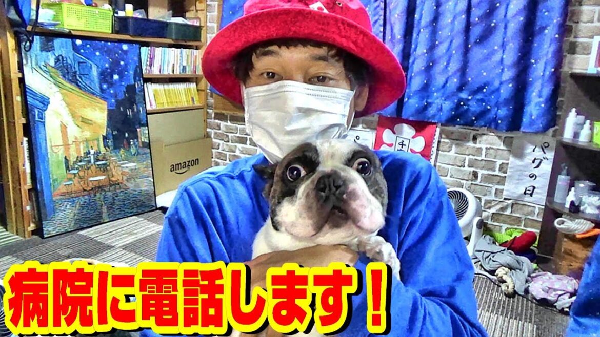 病院に電話します！　若干２歳で悪性腫瘍(ガン)を宣告された愛犬フレブルの行方　左腹部皮膚腫瘍摘出手術    フレンチブルドッグ『ぶーちゃん日記』Frenchbulldog From Japan