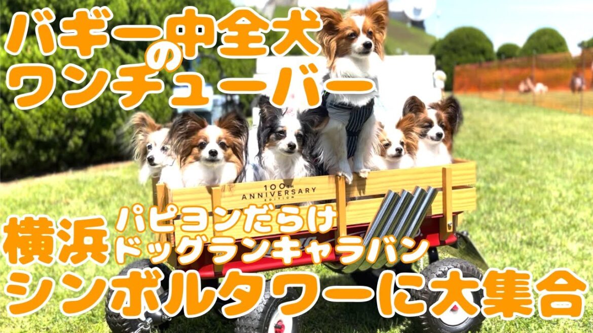 【犬イベント】【ドッグキャラバン】横浜港シンボルタワー🐶パピヨンエリアにワンチューバー大集合‼️【dog run】