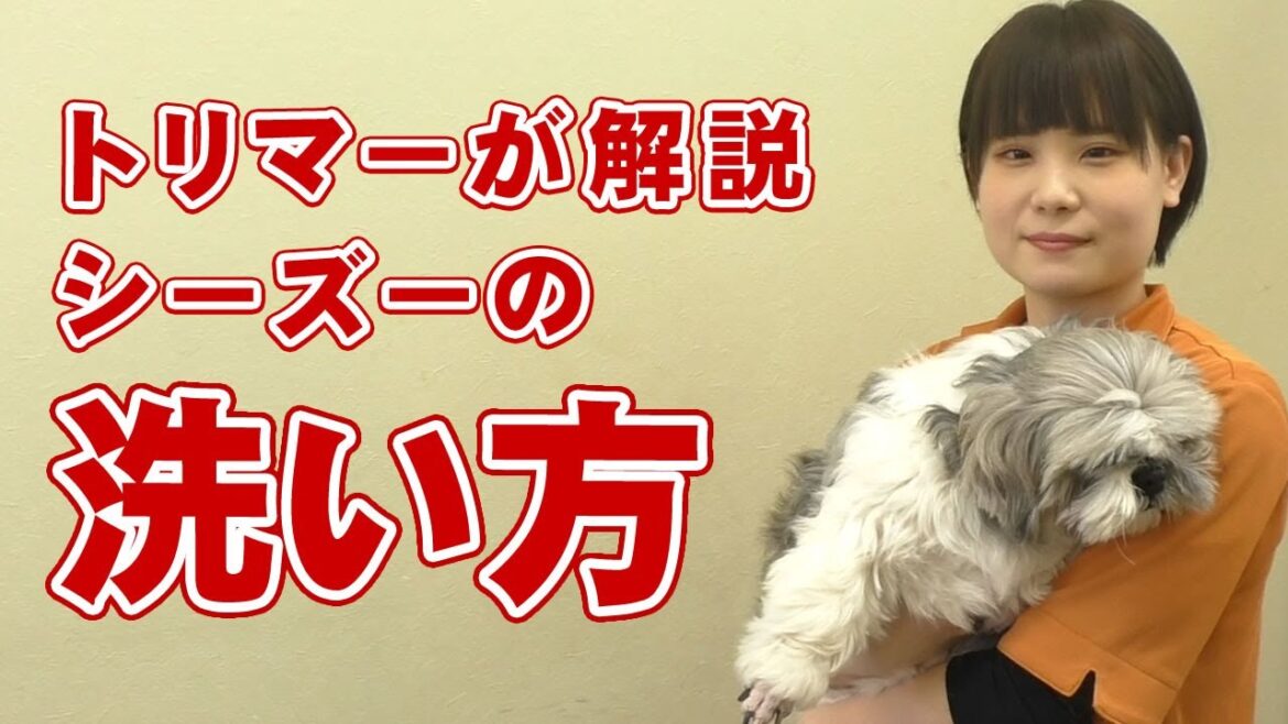 【愛犬のシャンプー】トリマーが解説 自宅でできるシーズーの洗い方【帝塚山ハウンドカム】
