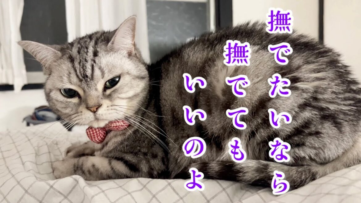 撫でたいなら　撫でてもいいのよ　冬の猫