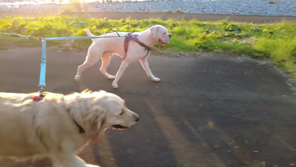 たまにはロマンチックに・・♪　ゴールデンレトリバー　ボクサー犬