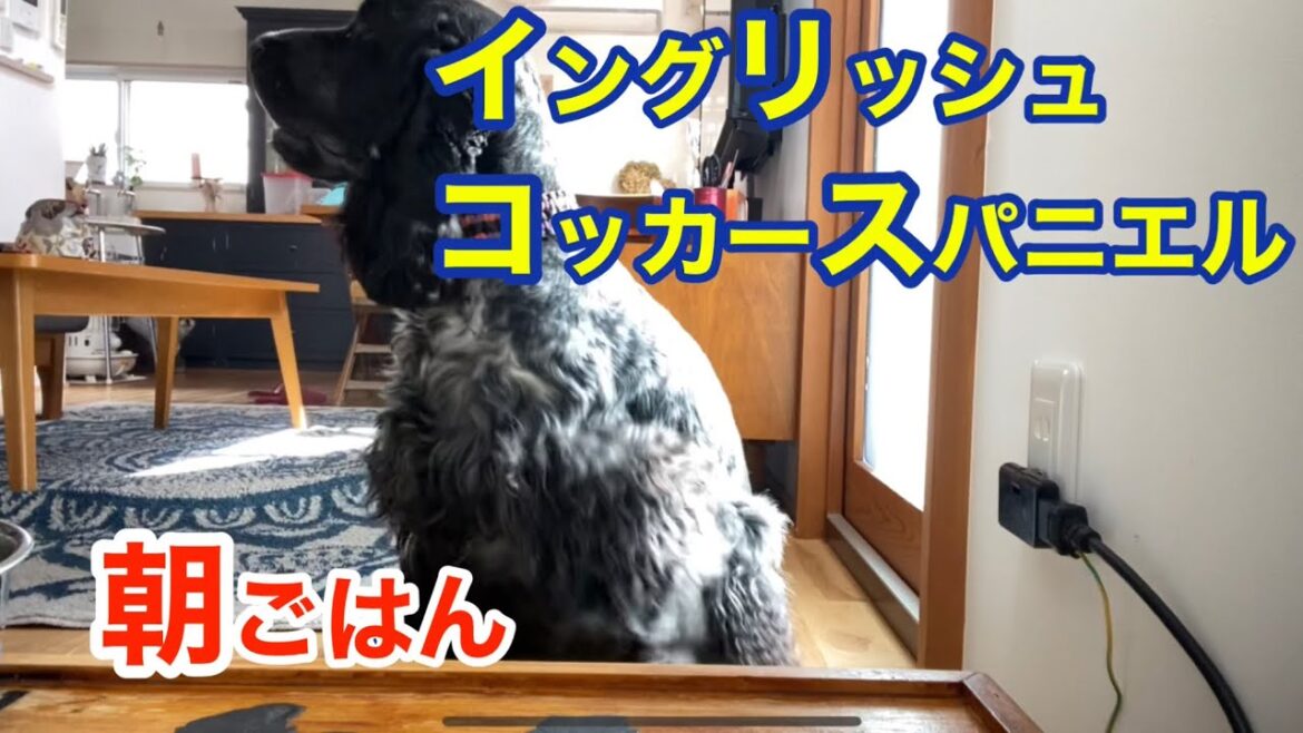 #21 イングリッシュコッカースパニエル　朝ごはん