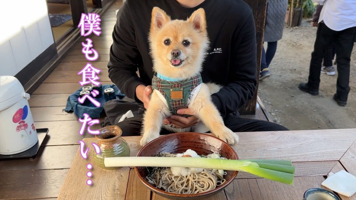 【vlog】家族とお出かけが嬉しくて愛犬がこんなに笑顔になりました…笑 【vlog】家族とお出かけが嬉しくて愛犬がこんなに笑顔になりました…笑