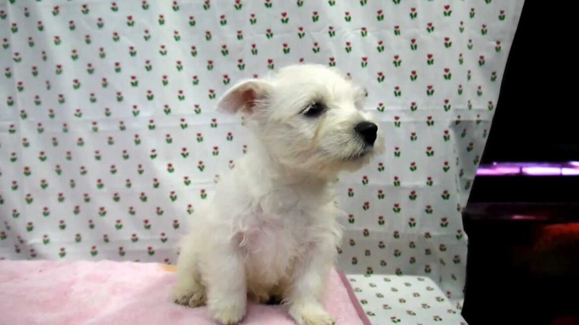 ウエストハイランドホワイトテリア、ウエスティのブリーダー子犬販売