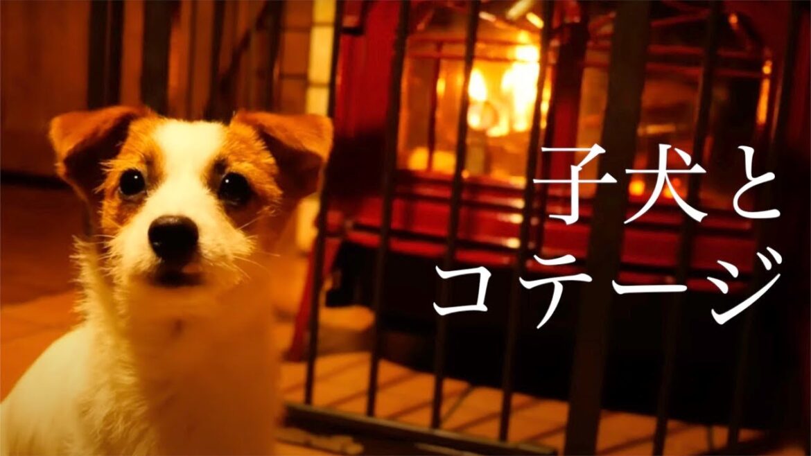 子犬とドッグラン付きコテージに行きました/ジャックラッセルテリア/puppy/軽井沢