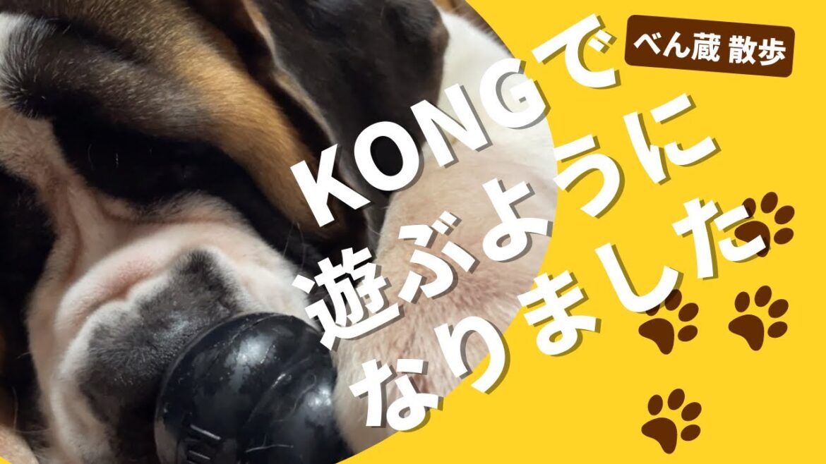 【大型犬 セントバーナード】『Kong』で遊ぶべん蔵です🐶 【大型犬 セントバーナード】『Kong』で遊ぶべん蔵です🐶