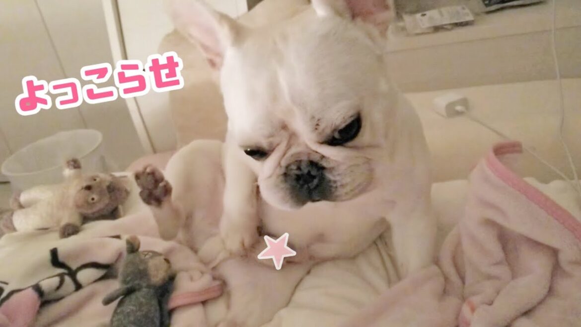 愛犬のナイトルーティーンが終始笑えたwww【フレンチブルドッグ frenchbulldog】 愛犬のナイトルーティーンが終始笑えたwww【フレンチブルドッグ frenchbulldog】