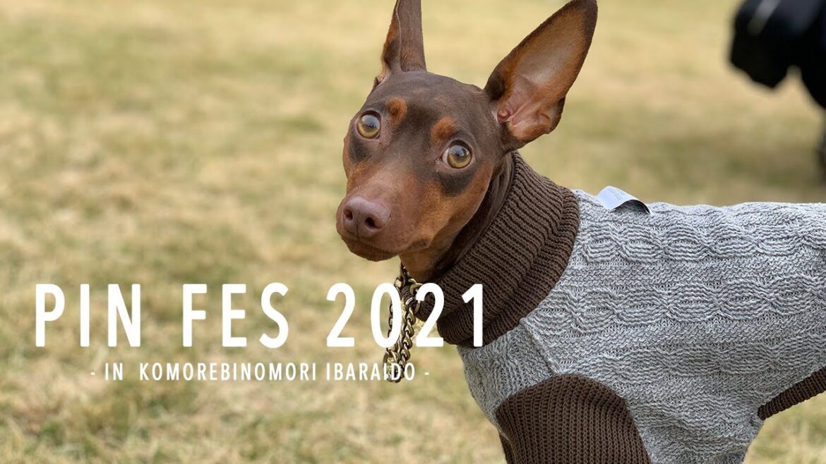 全国のミニピンが集結!ピンフェス2021に参加してきた 全国のミニピンが集結!ピンフェス2021に参加してきた