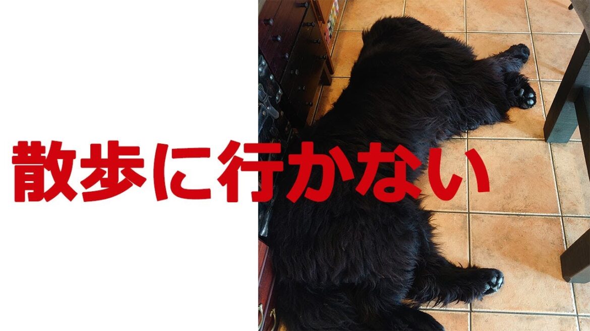 散歩に行かない!超大型犬ニューファンドランドのリキ