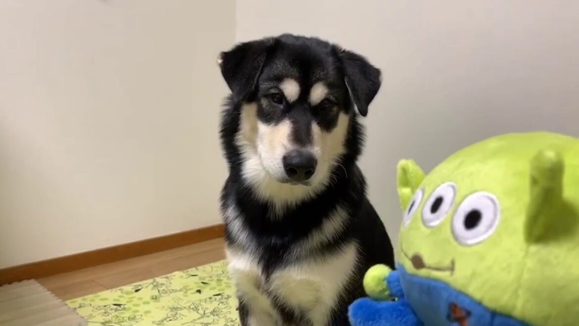 【お気に入り】ぬいぐるみとお戯れになるアラスカンマラミュート