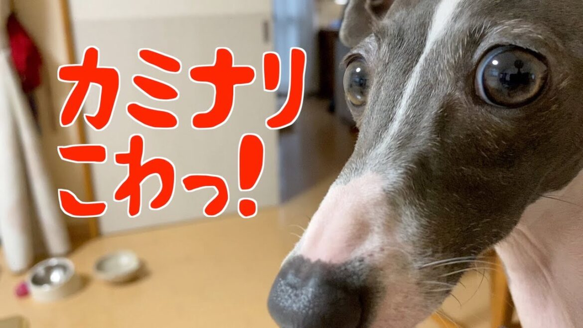 イッヌのカミナリに対する反応が見ててかわいそう・・・【イタリアングレーハウンド】