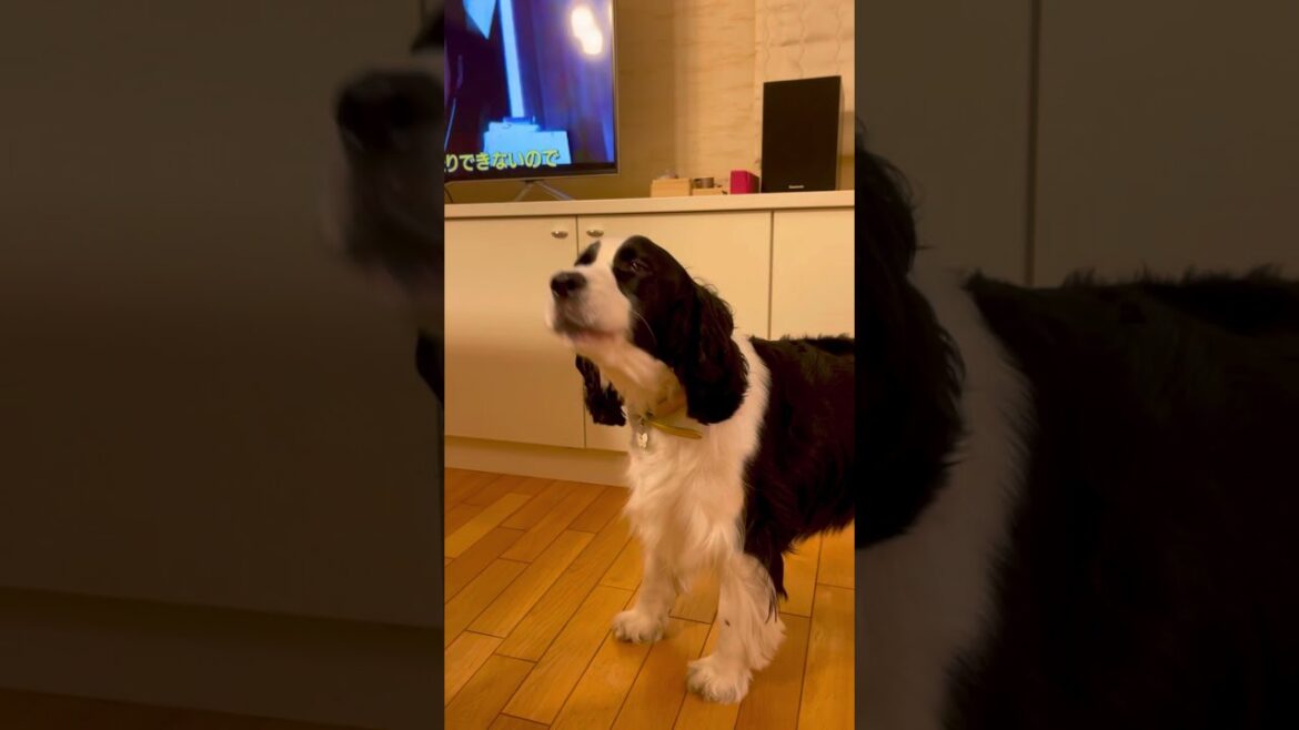 English Springer Spaniel Howls Like Ambulance!