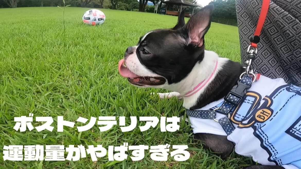 ボストンテリアのお散歩はこんな感じ(めっちゃ走ります)